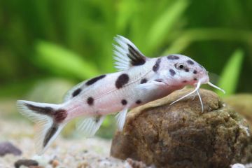 Synodontis Polli Balığı