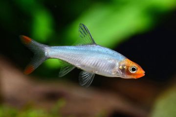 Sawbwa Resplendens - Çıplak Cüce Rasbora Balığı