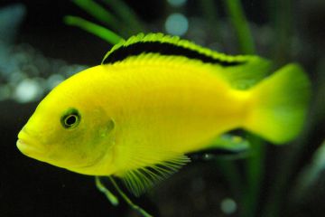 Labidochromis Caeruleus - Sarı Prenses Balığı