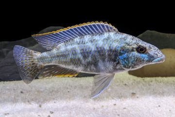 Nimbochromis Linni Balığı