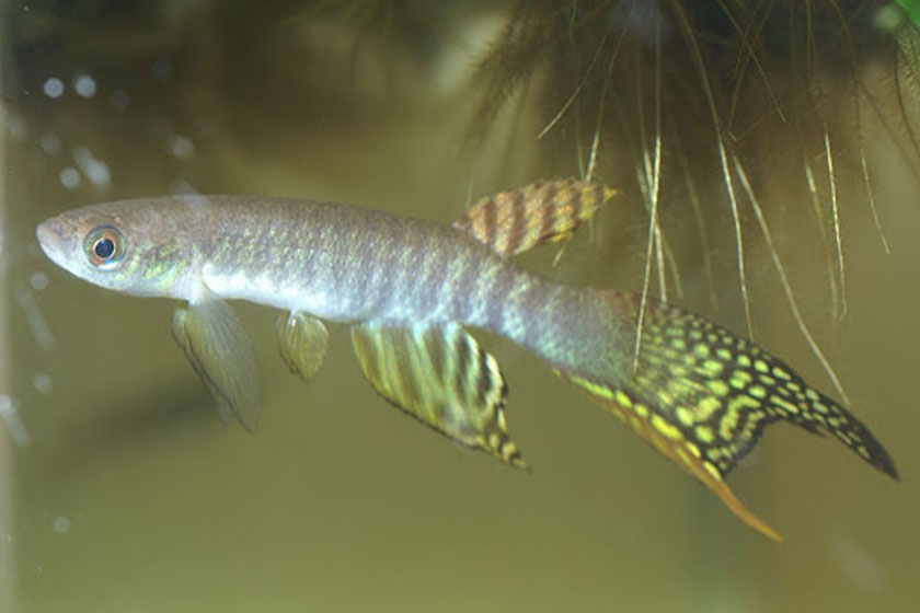 Aphyolebias Peruensis Balığı