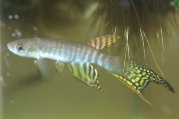 Aphyolebias Peruensis Balığı