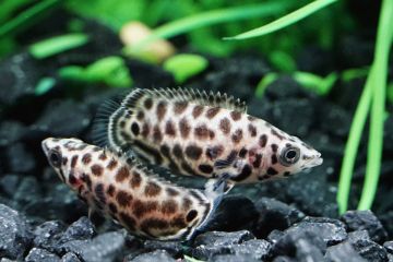 Ctenopoma Acutirostre - Leopar Çalı Balığı