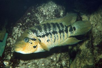 Parachromis Motaguensis Balığı