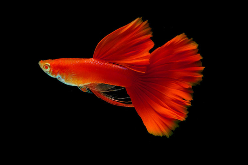 Poecilia Reticulata - Lepistes Balığı