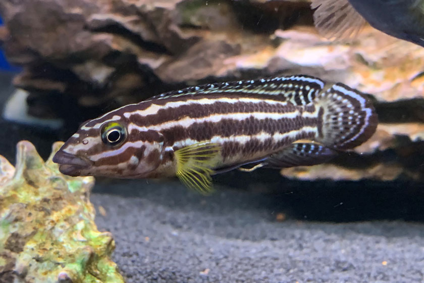 Julidochromis Marlieri - Yılan Cichlid Balığı