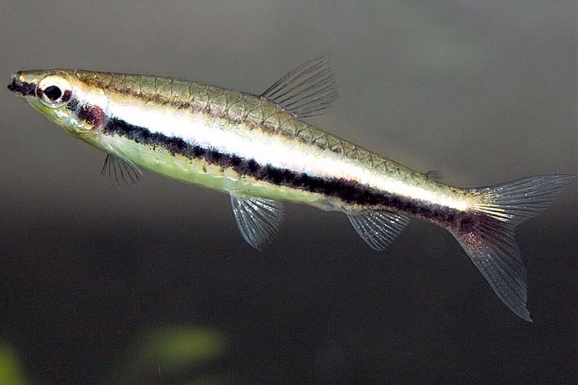 Nannostomus Digrammus Balığı