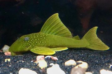 L200 - Baryancistrus Demantoides Balığı
