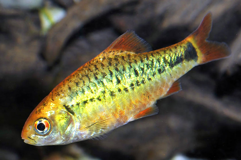 Barbus Semifasciolatus Balığı