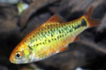 Barbus Semifasciolatus Balığı