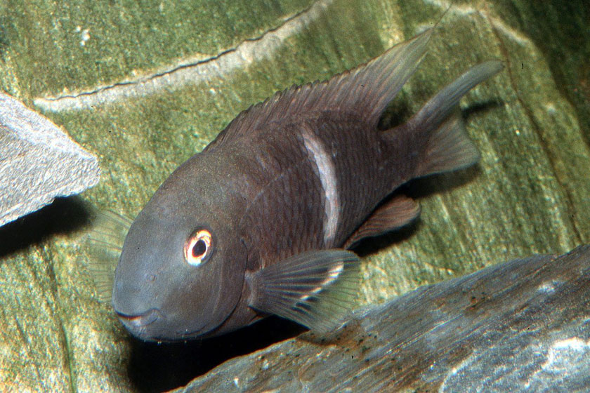 Neetroplus Nematopus Balığı