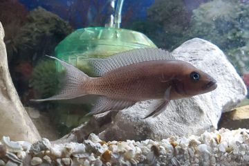 Neolamprologus Falcicula Balığı