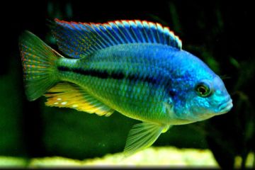 Chilotilapia Rhoadesii Balığı