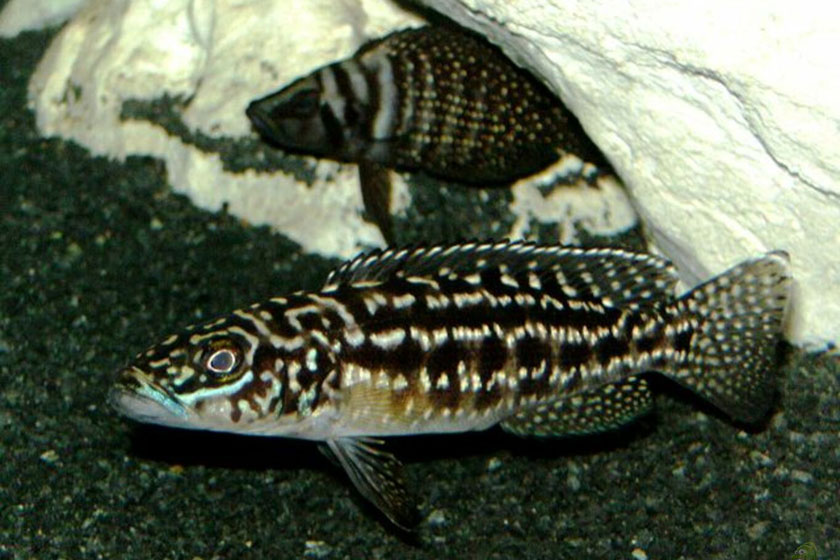 Lepidolamprologus Kendalli Balığı