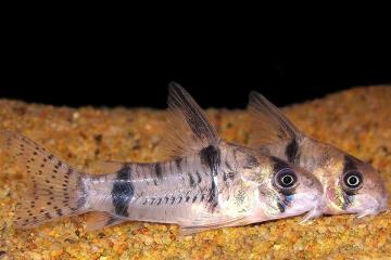 Corydoras Reynoldsi Balığı