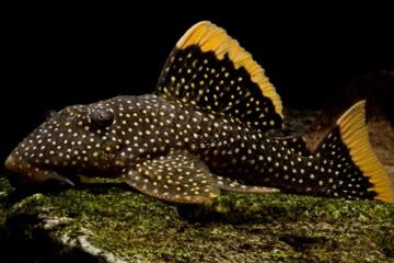 L081 - Baryancistrus sp. Balığı