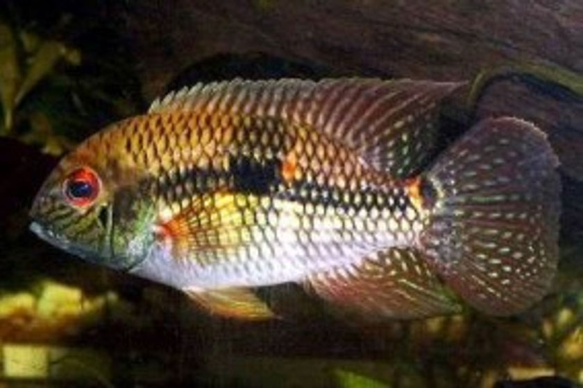 Aequidens Diadema Balığı