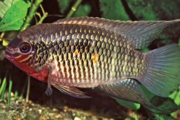 Laetacara Fulvipinnis Balığı