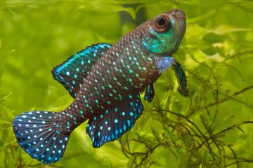 Austrolebias Nigripinnis Balığı