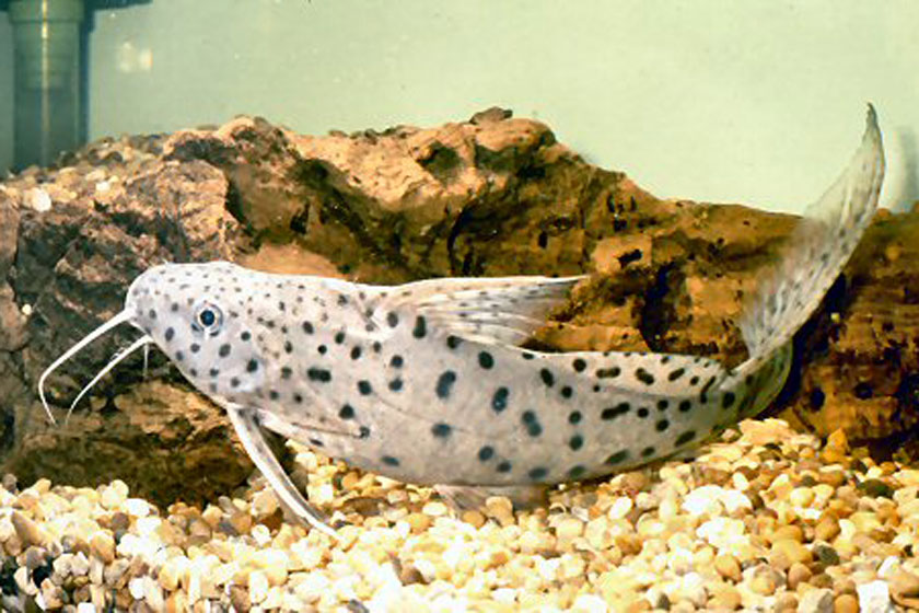 Synodontis Acanthomias Balığı