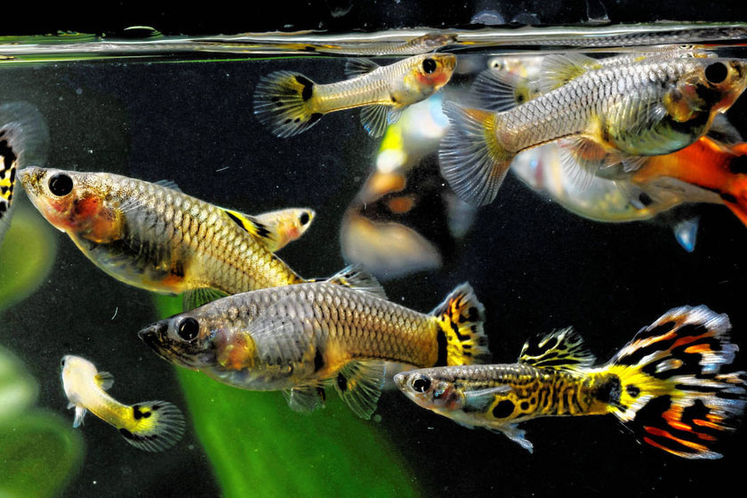 Poecilia Reticulata - Lepistes Balığı