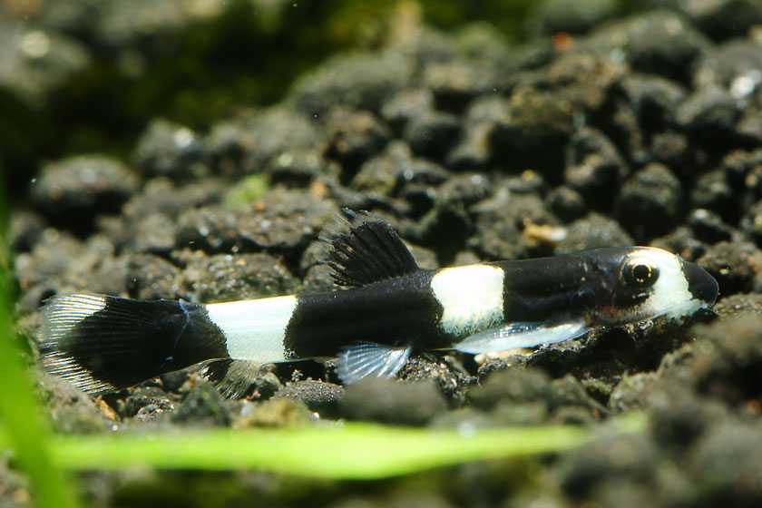 Yaoshania Pachychilus - Panda Loach Balığı