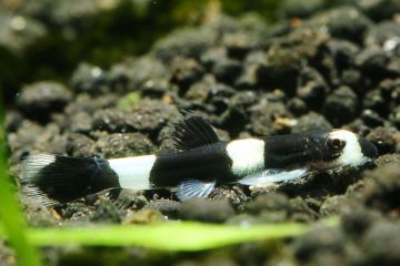 Yaoshania Pachychilus - Panda Loach Balığı