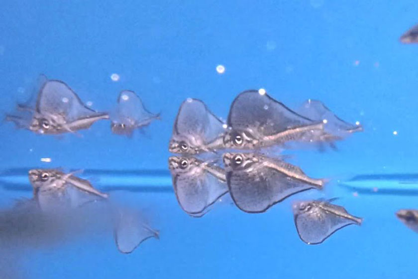 Carnegiella Schereri - Cüce Balta Balığı