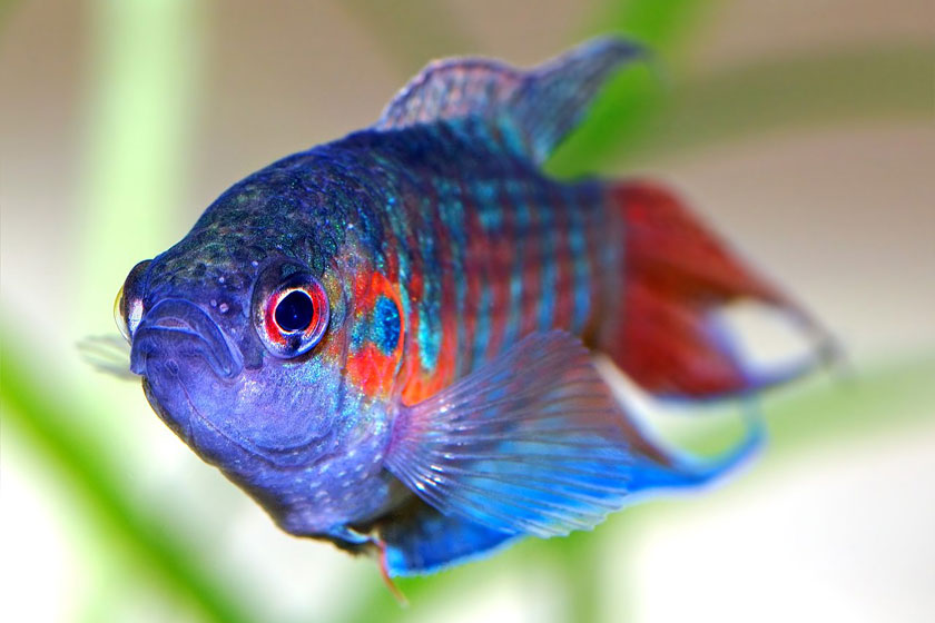 Macropodus Opercularis - Cennet Balığı