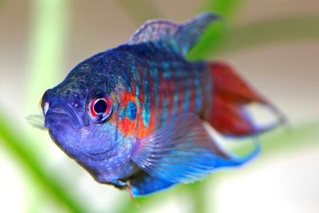 Macropodus Opercularis - Cennet Balığı