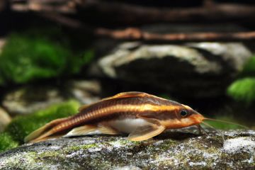 Platydoras Costatus - Konuşan Vatoz
