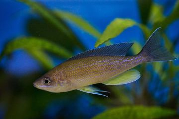 Cyprichromis Pavo Balığı