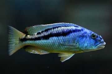 Aristochromis Christyi Balığı