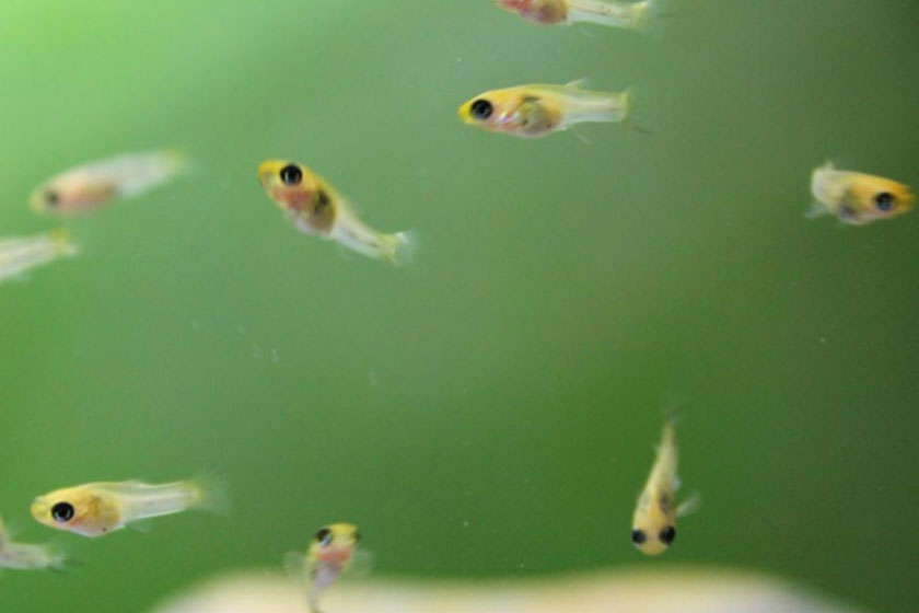Poecilia Reticulata - Lepistes Balığı