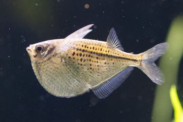 Gasteropelecus Sternicla - Nehir Balta Balığı