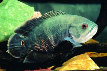 Astronotus Crassipinnis Balığı
