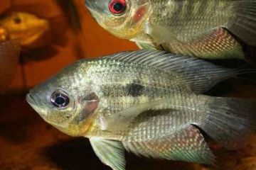 Chaetobranchopsis Orbicularis Balığı