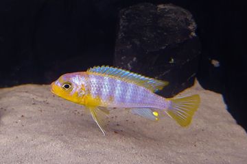 Metriaclima Aurora Balığı