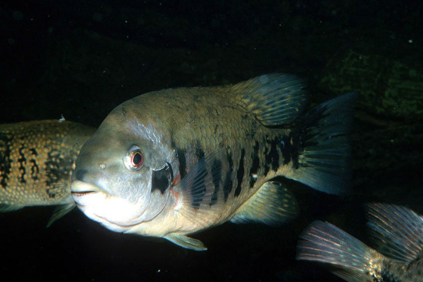 Tomocichla Tuba Balığı