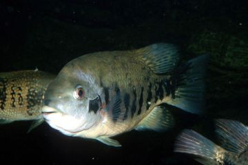 Tomocichla Tuba Balığı