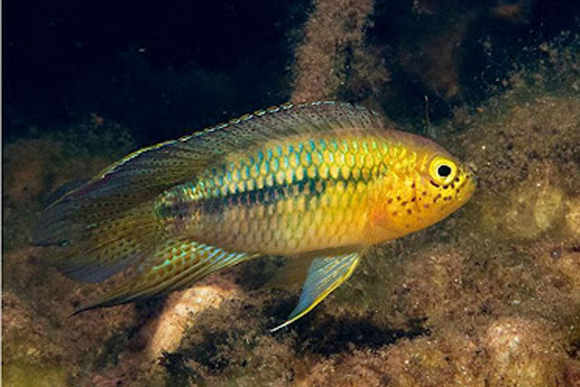 Nannacara Aureocephalus Balığı