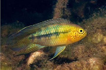Nannacara Aureocephalus Balığı