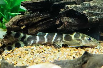 Synodontis Brichardi Balığı