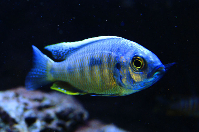 Copadichromis Chrysonotus Balığı