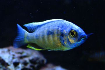 Copadichromis Chrysonotus Balığı
