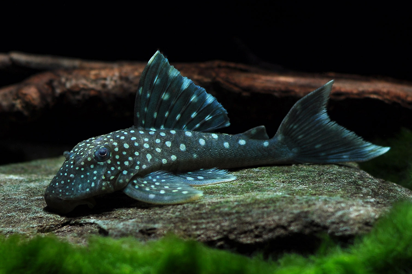 L128 - Hemiancistrus sp. Blue Phantom Balığı