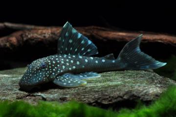 L128 - Hemiancistrus sp. Blue Phantom Balığı