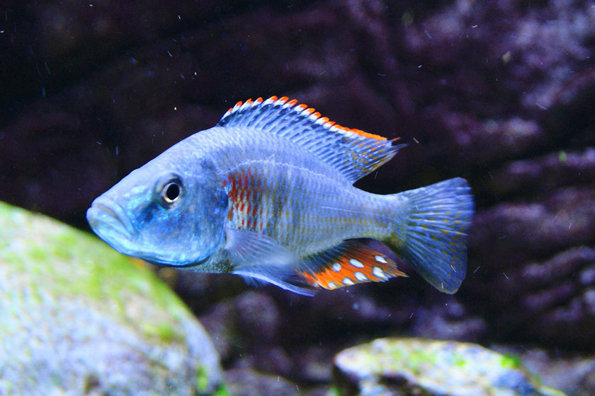 Dimidiochromis Strigatus Balığı