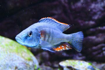 Dimidiochromis Strigatus Balığı