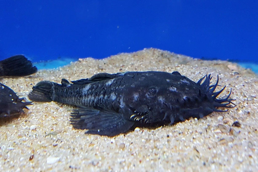 L034 - Ancistrus Ranunculus Balığı